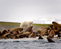 Atlantic Walruses, Apollonova Island