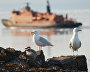 Glaucous Gulls, Rudolf Island