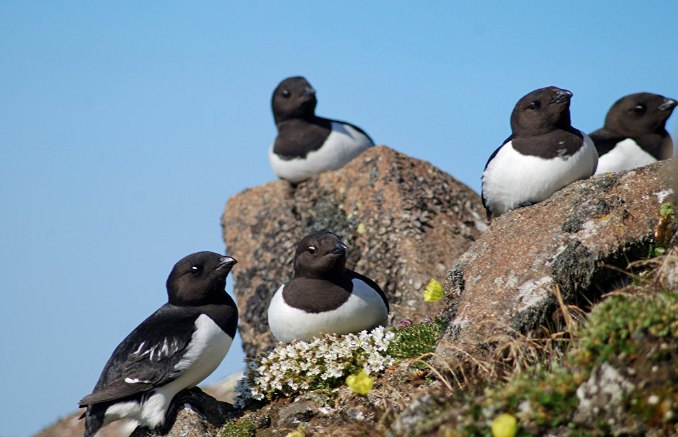 Little auks