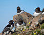 Little auks