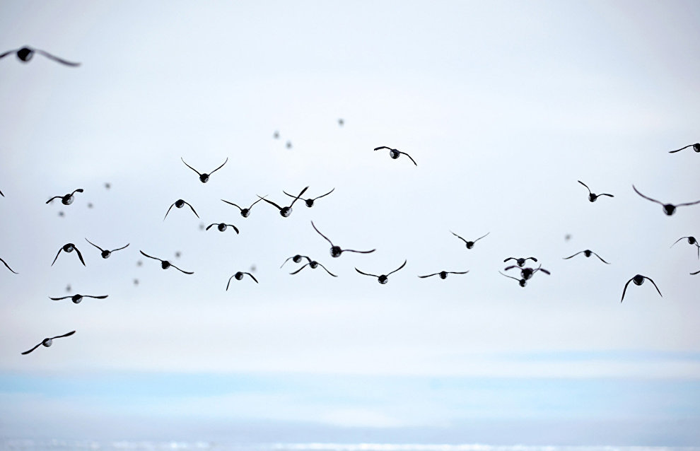 Little auks