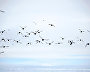 Little auks