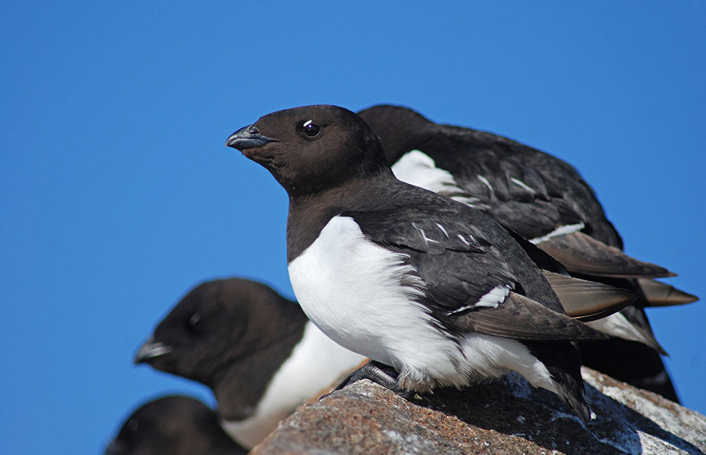 Little auks