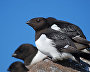 Little auks