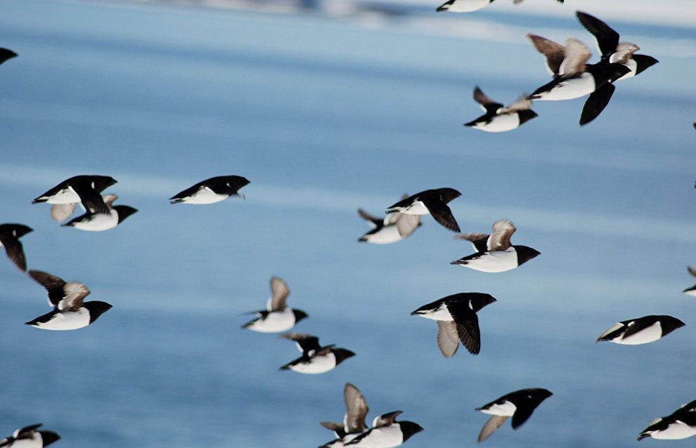 Little auks