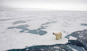 Polar Bear