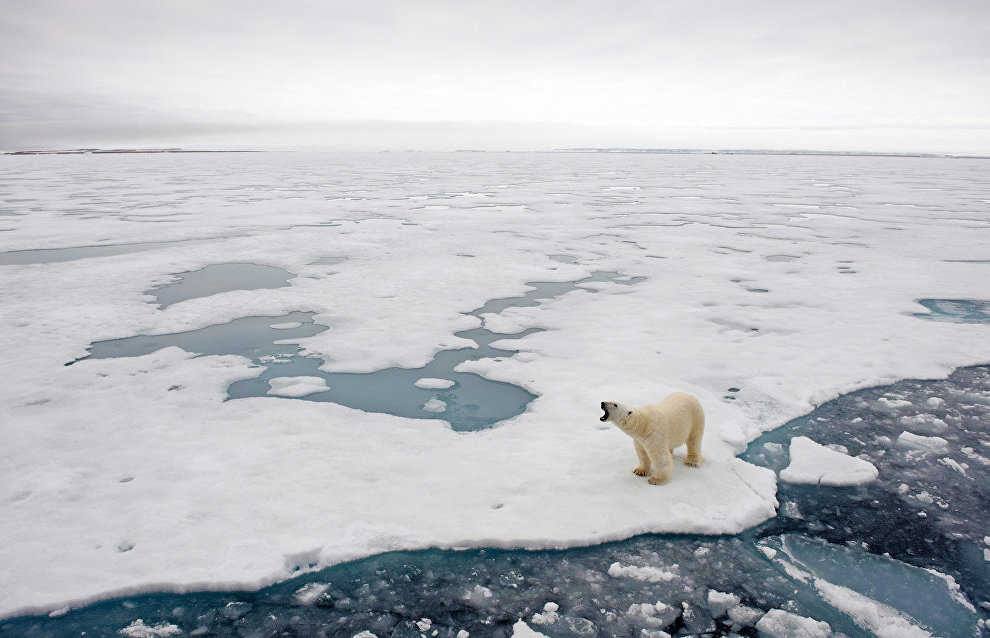 Polar bear