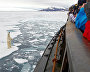 Polar bear