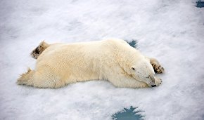 Polar bear