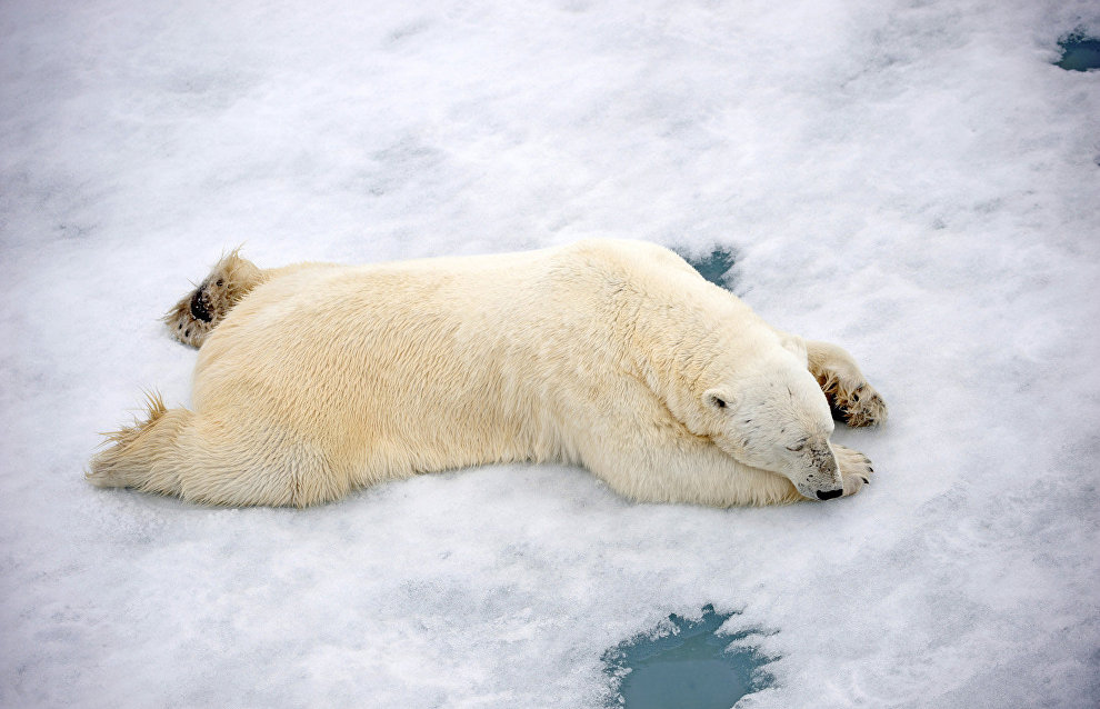 Polar bear