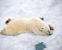 Polar bear