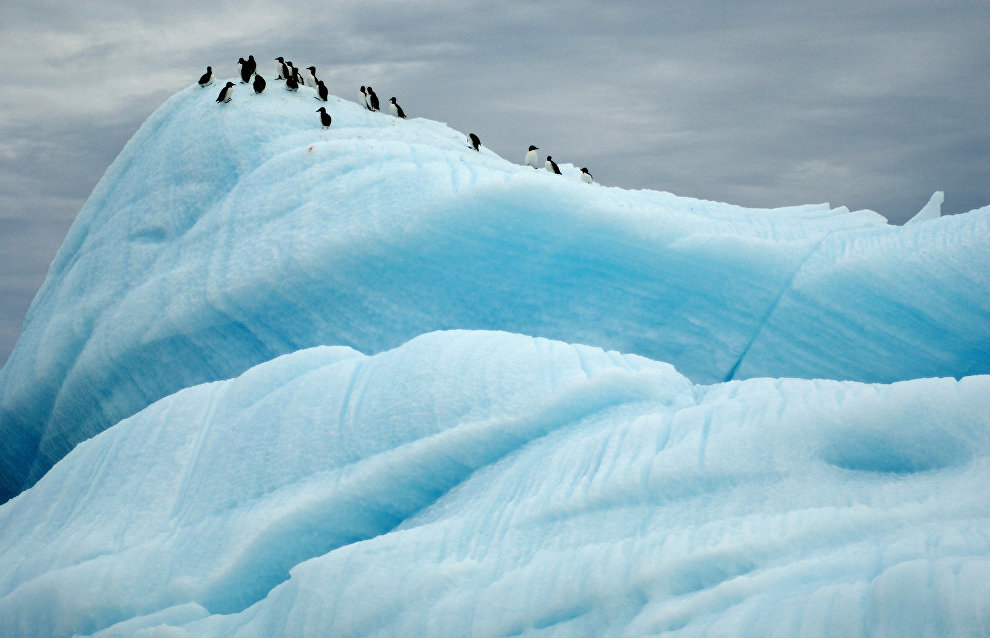 Thick-billed murre