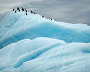 Thick-billed murre