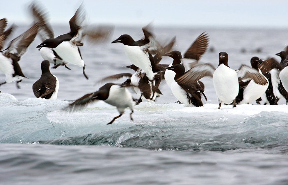 Thick-billed murre