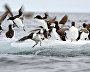 Thick-billed murre