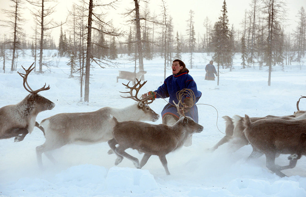 Camp of reindeer herders