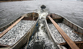 Russia, Iceland discuss fishery cooperation