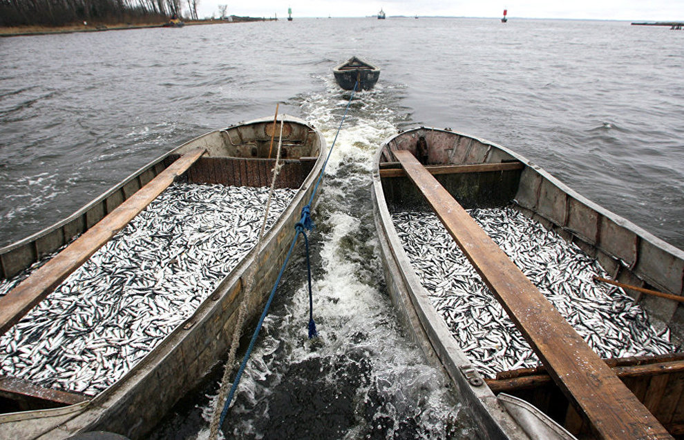 Russia, Iceland discuss fishery cooperation