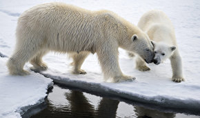 Polar bears