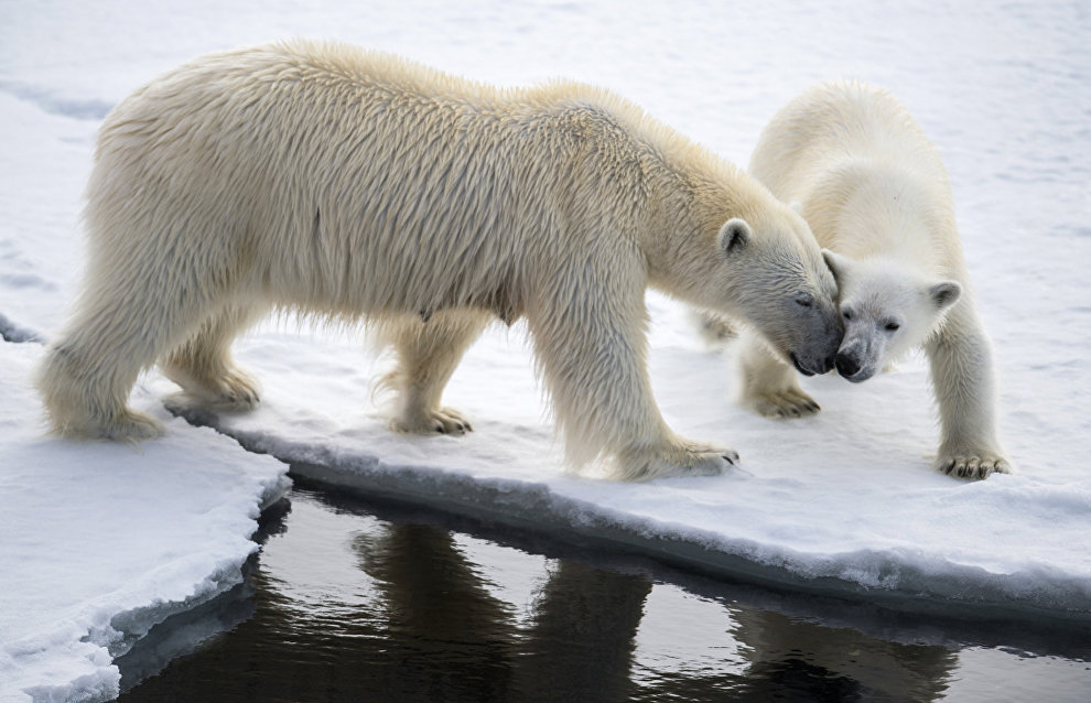 Polar bears