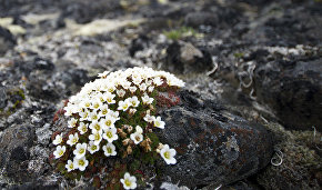 Russia pledges $30,000 a year for conservation of Arctic flora and fauna
