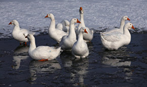 Ornithologists to film geese nesting on Kolguyev Island