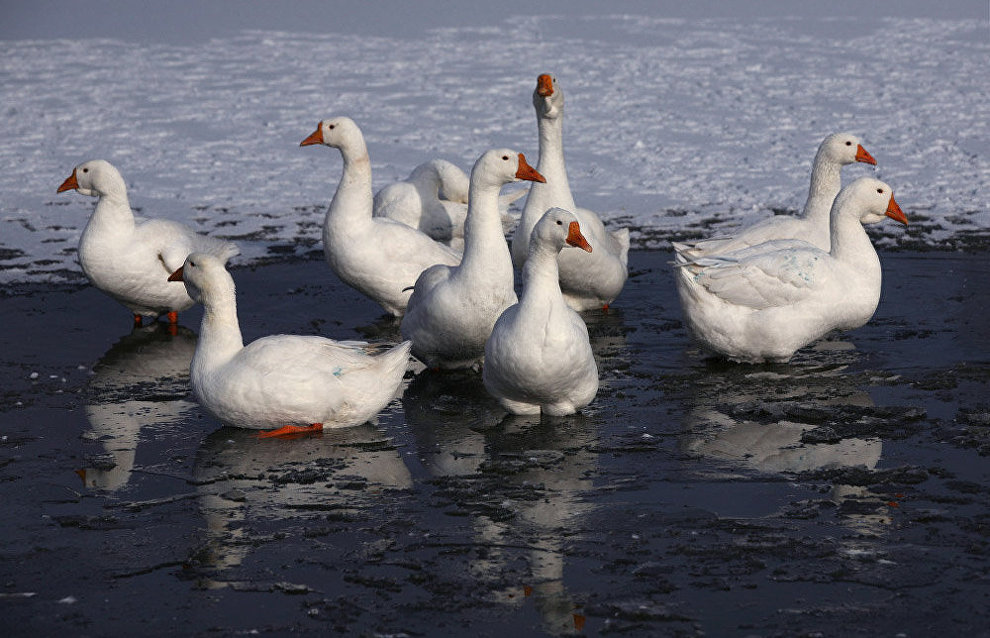 Ornithologists to film geese nesting on Kolguyev Island