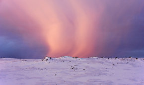 Environment Ministry lists sensitive Arctic plants and animals