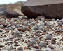 Small spherical concretions on Champ Island, Franz Josef Land