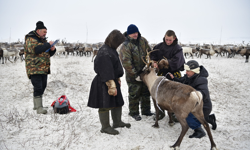 Measuring reindeer