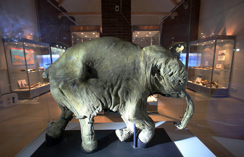 Yakutia to set up mammoth consortium for studying prehistoric animals Yakutia to set up mammoth consortium for studying prehistoric animals