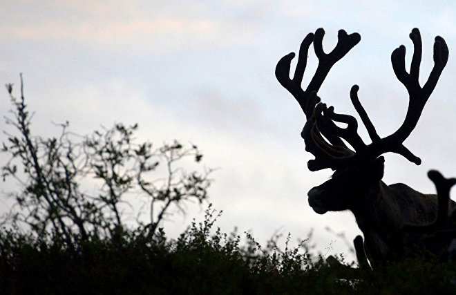 Timur Akchurin: Reindeer breeding is a factor of Arctic development