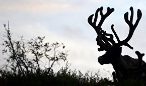 Medieval reindeer herder camps discovered on the Yamal Peninsula