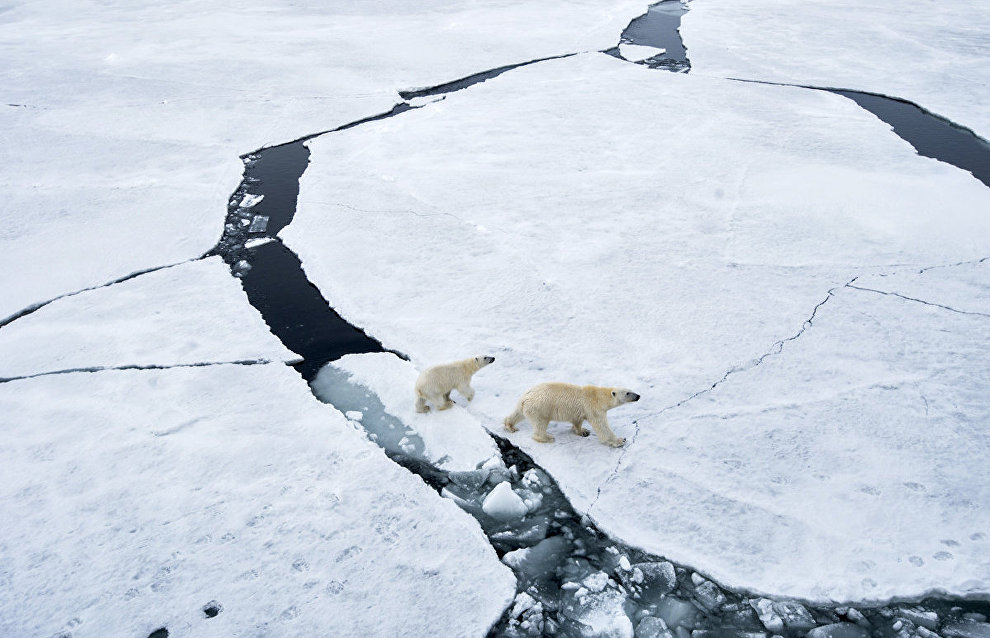 Expedition to Bely Island to count polar bears