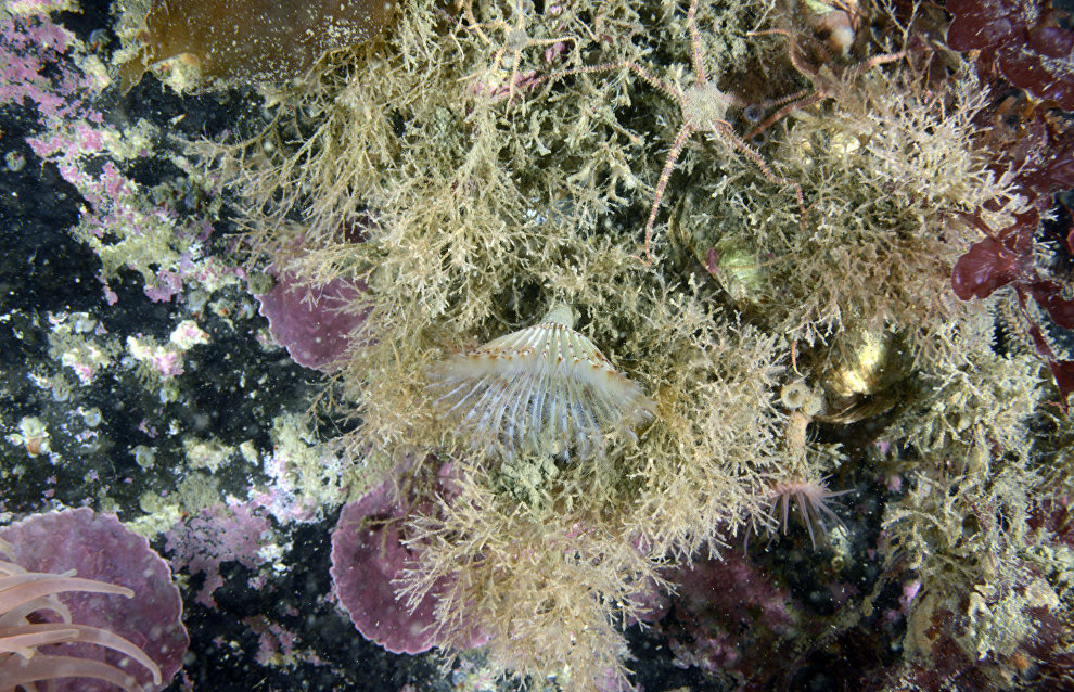 Underwater world of the Arctic