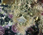 Underwater world of the Arctic