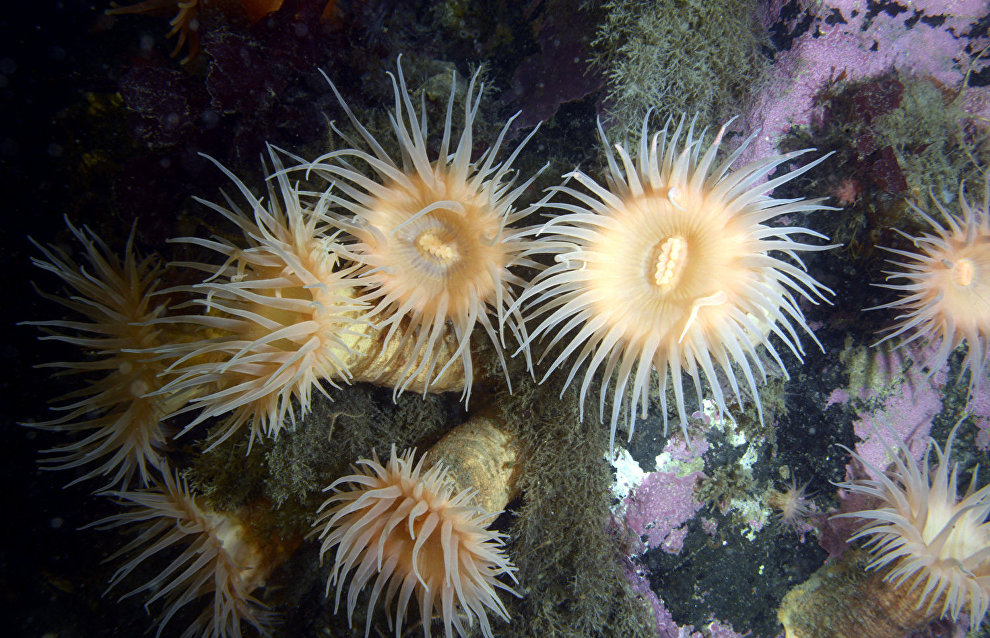 Underwater world of the Arctic
