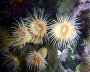 Underwater world of the Arctic