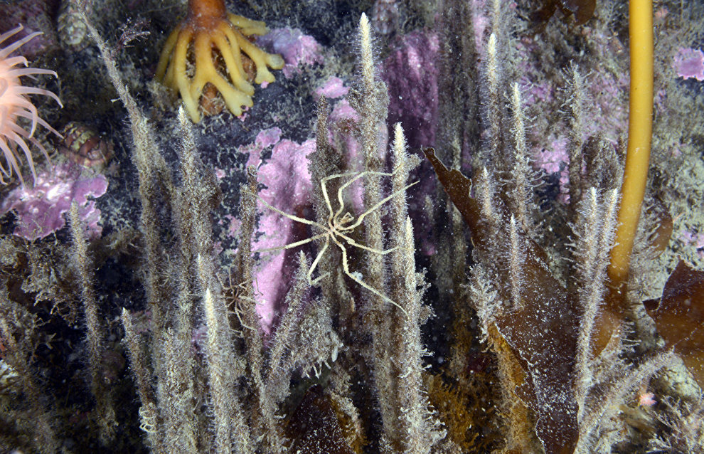 Underwater world of the Arctic
