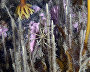 Underwater world of the Arctic