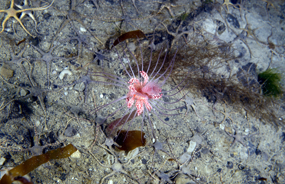 Underwater world of the Arctic