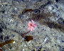 Underwater world of the Arctic