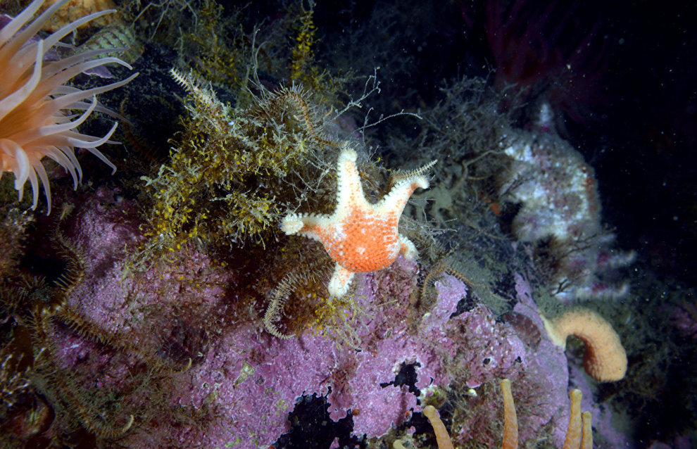 Underwater world of the Arctic