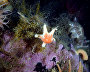 Underwater world of the Arctic