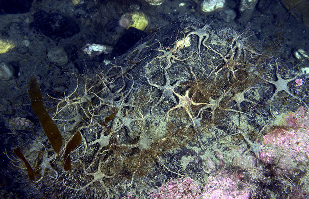 Underwater world of the Arctic