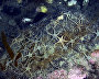 Underwater world of the Arctic