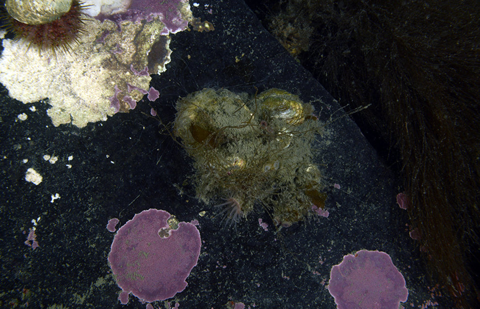 Underwater world of the Arctic
