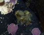 Underwater world of the Arctic