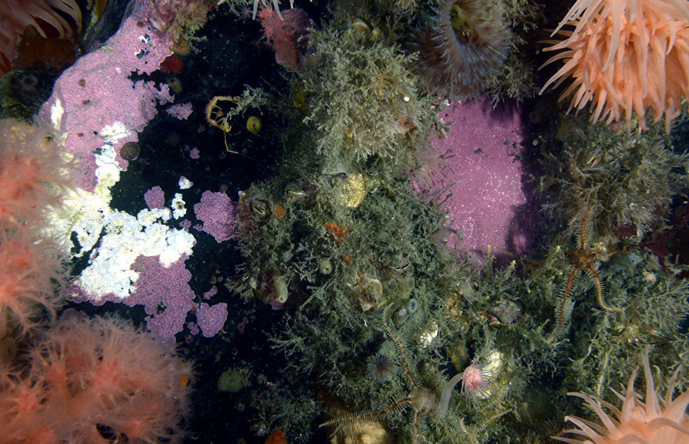 Underwater world of the Arctic