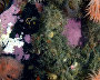 Underwater world of the Arctic